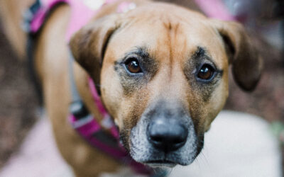 Nie dla psa kiełbasa