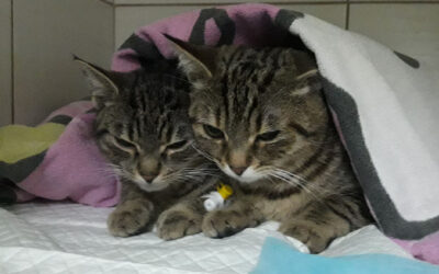 Przygotowanie psa/kota do zabiegu