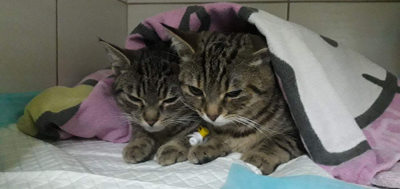 Animus_kotki_zabiegi